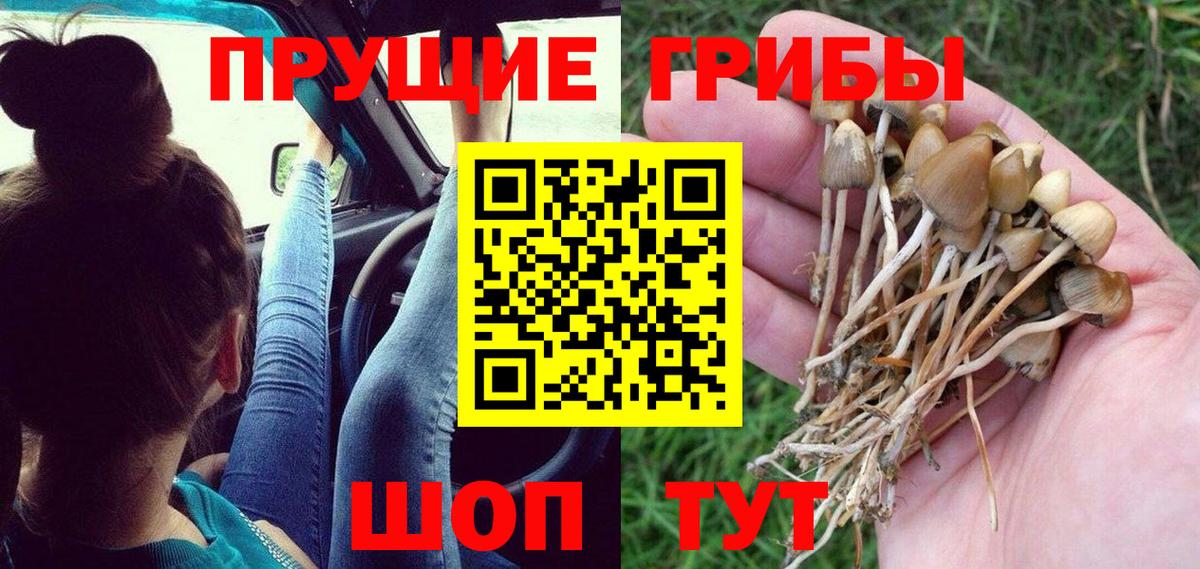 Галлюциногенные грибы Psilocybine cubensis  Вход с VPN  Мурино 